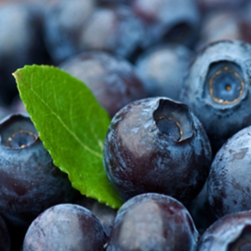 BLUEBERRY DELIGHT (5)